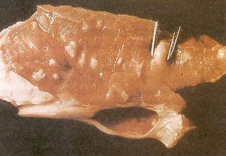 SIĞIRLARDA ÖNEMLİ İÇ VE DIŞ PARAZİTLER