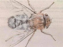 sigircilik24_clip_image008.jpg sigircilik24_clip_image008.jpg