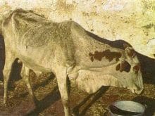 sigircilik24_clip_image012.jpg sigircilik24_clip_image012.jpg