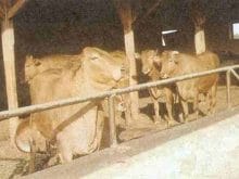 türkiyedeki sığır ırkları türkiyedeki sığır ırkları