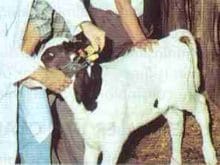 SÜT İNEKLERİNDE ÜREME ve DÖL VERİMİ SÜT İNEKLERİNDE ÜREME ve DÖL VERİMİ