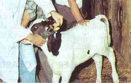 SÜT İNEKLERİNDE ÜREME ve DÖL VERİMİ