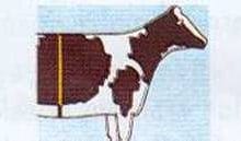 Sığırlarda DAMIZLIK SEÇİMİ Sığırlarda DAMIZLIK SEÇİMİ