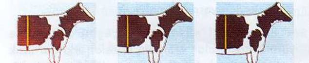 Sığırlarda DAMIZLIK SEÇİMİ