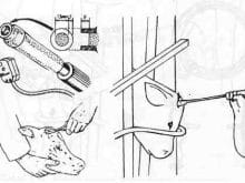 sığırlarda sürü yönetimi ve kayıt tutma sığırlarda sürü yönetimi ve kayıt tutma