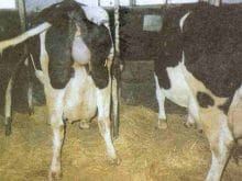 SÜT İNEKLERİNİN BAKIMI ve BESLENMESİ SÜT İNEKLERİNİN BAKIMI ve BESLENMESİ