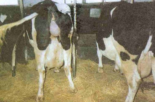 SÜT İNEKLERİNİN BAKIMI ve BESLENMESİ SÜT İNEKLERİNİN BAKIMI ve BESLENMESİ