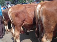 sijaka20171005220426056 sijaka20171005220426056