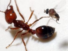 Karıncayı Zombiye Dönüştüren Sinek Karıncayı Zombiye Dönüştüren Sinek