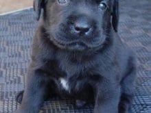 siyah kopek yavrusu black puppy 240x300 siyah kopek yavrusu black puppy 240x300