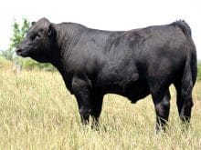 BOĞALARIN BAKIMI ve BESLENMESİ hakkında genel bilgiler BOĞALARIN BAKIMI ve BESLENMESİ hakkında genel bilgiler