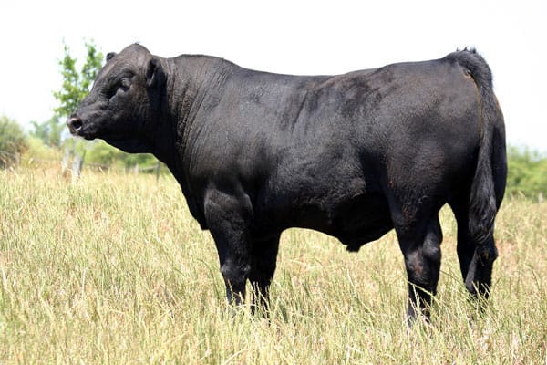 BOĞALARIN BAKIMI ve BESLENMESİ hakkında genel bilgiler BOĞALARIN BAKIMI ve BESLENMESİ hakkında genel bilgiler