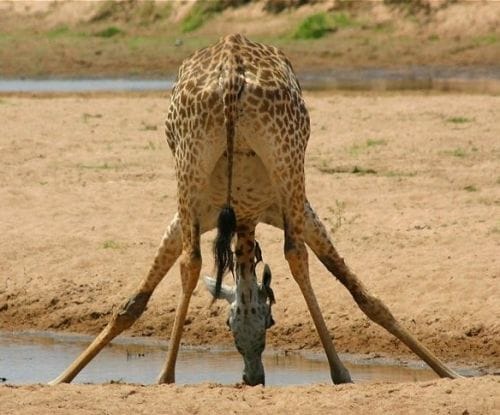 Su içen zürafa resmi Su içen zürafa resmi
