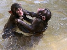 Suda kavga eden maymunlar Suda kavga eden maymunlar