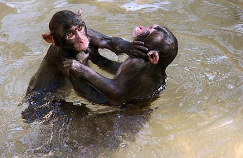 Suda kavga eden maymunlar Suda kavga eden maymunlar