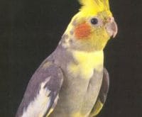 sultan papagan 1_01 sultan papagan 1_01