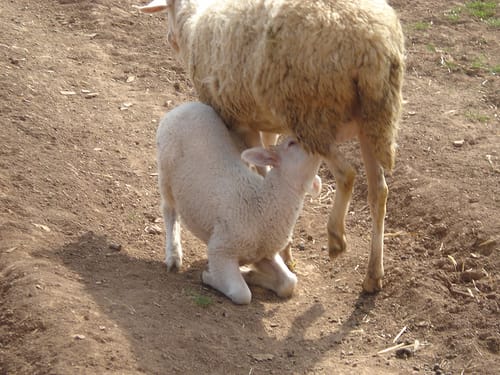 SÜt içen kuzucuk SÜt içen kuzucuk