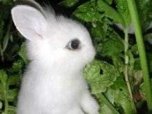 tavsan2 2827 tavsan2 2827