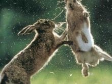 Tavşanlar çıldırmış Tavşanlar çıldırmış