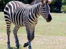 terman_zebra 0003[1]