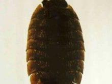 Tesbih böceği Tesbih böceği