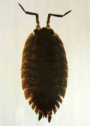 Tesbih böceği Tesbih böceği