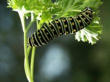 Tırtıl bitki yerken Tırtıl bitki yerken