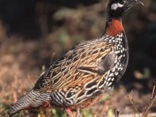 Turaç kuşu Turaç kuşu