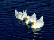 Üç tane kaz resmi Üç tane kaz resmi