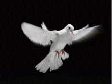 ucan guvercin ucan guvercin