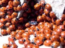 Uğur böceği resmi Uğur böceği resmi