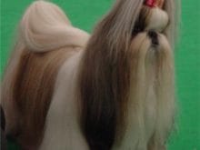 user10_pic103_1214169387