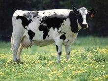 ustunde_dunya_haritas_olan_inek[1]