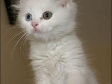 van kedisi 2 van kedisi 2