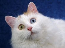 van_kedisi van_kedisi