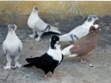 vecdiarpacioglu01 vecdiarpacioglu01