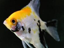 www_resimcity_com_balik_resimleri www_resimcity_com_balik_resimleri