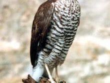 www_resimcity_com_yirtici_kuslar_atmaca