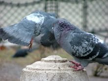 yabani001.jpg yabani001.jpg