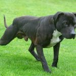 yankee_kennel20170916000822522