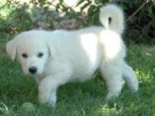 yavru kangal kopegi 2709 yavru kangal kopegi 2709