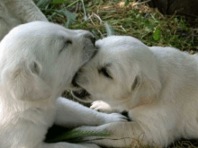 Yavru Kangallar Yavru Kangallar