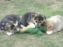 Yavru kurt köpekler