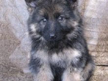 yavru_alman_coban_kurt_kopegi_1 yavru_alman_coban_kurt_kopegi_1