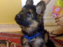 yavru_alman_kurdu_yavrusu_2 yavru_alman_kurdu_yavrusu_2