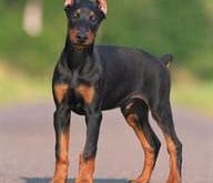 yavru_doberman yavru_doberman