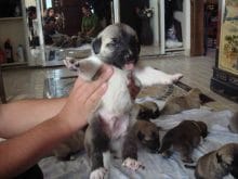 yavru_kangal yavru_kangal