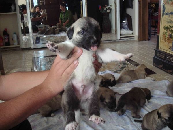 Yavru kangal Yavru kangal