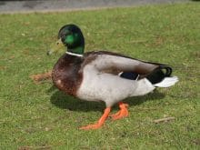 Yaz Ördeği resmi ve özelikleri Yaz Ördeği resmi ve özelikleri