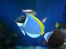 Yellow Tang Yellow Tang